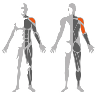Newtech Plate Shoulder Press - Image 2