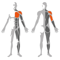 Newtech Olympic Bench - Image 2